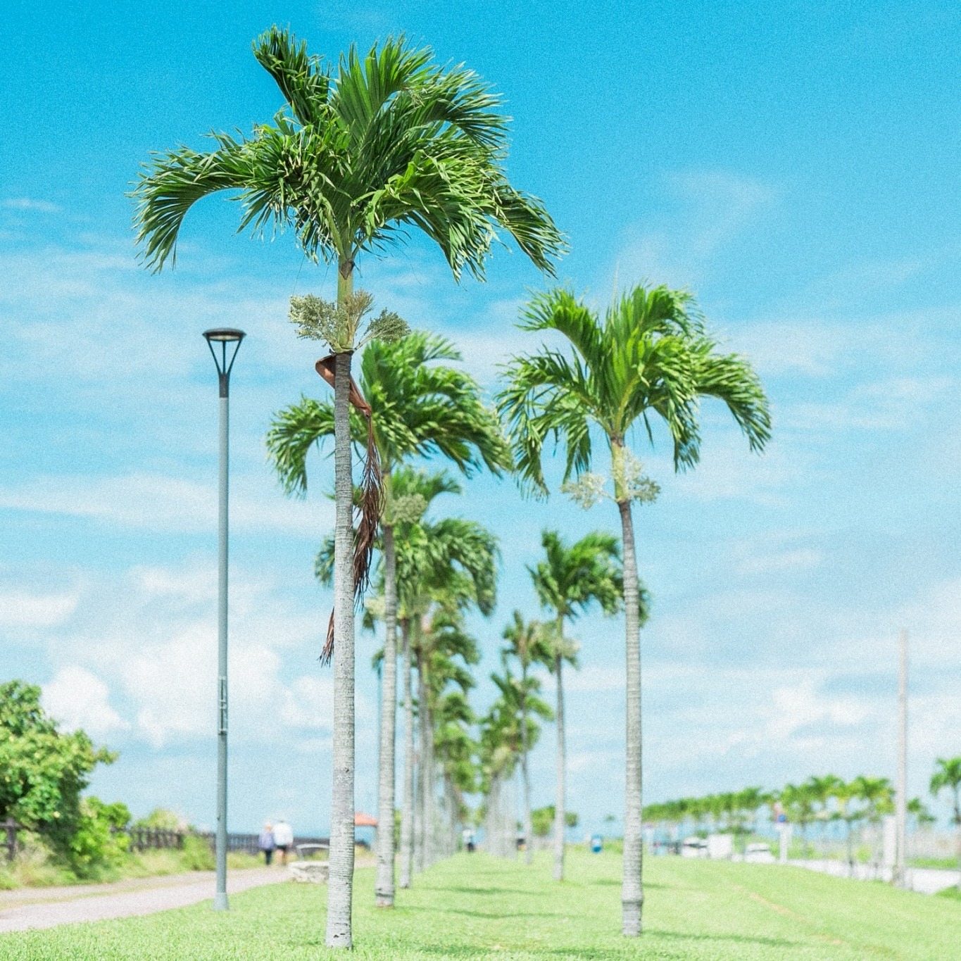 ヤシの木ロード