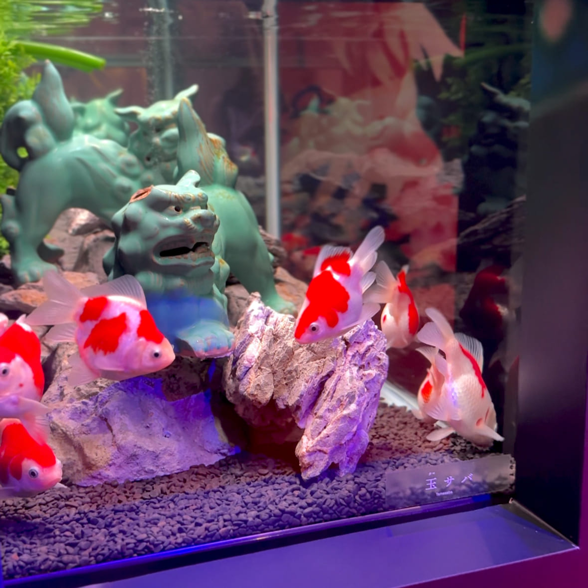 沖縄アウトレットモールあしびなー内　沖縄金魚ミュージアムの風景