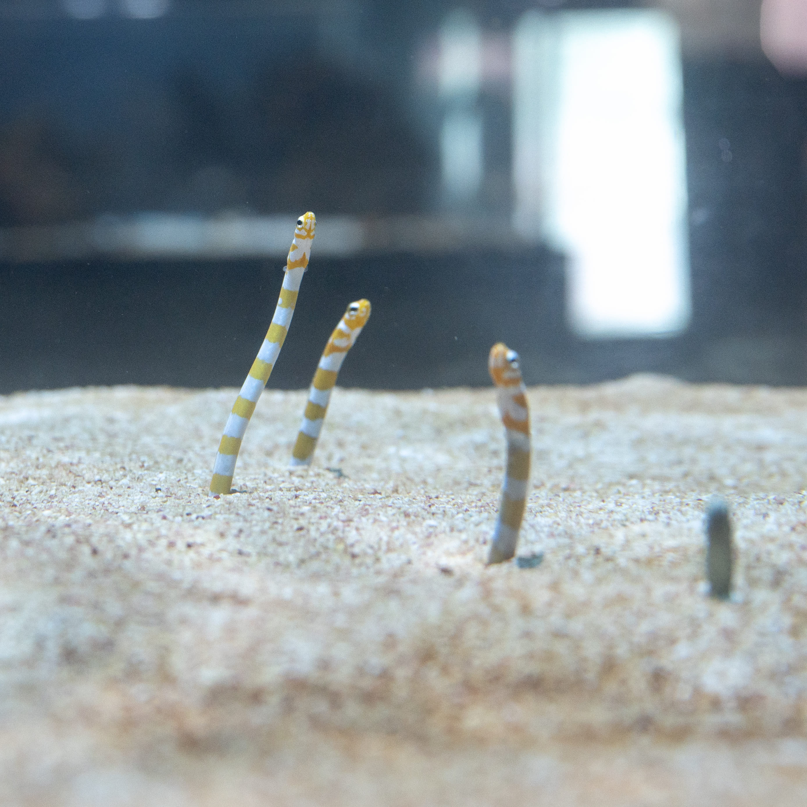 DMMかりゆし水族館