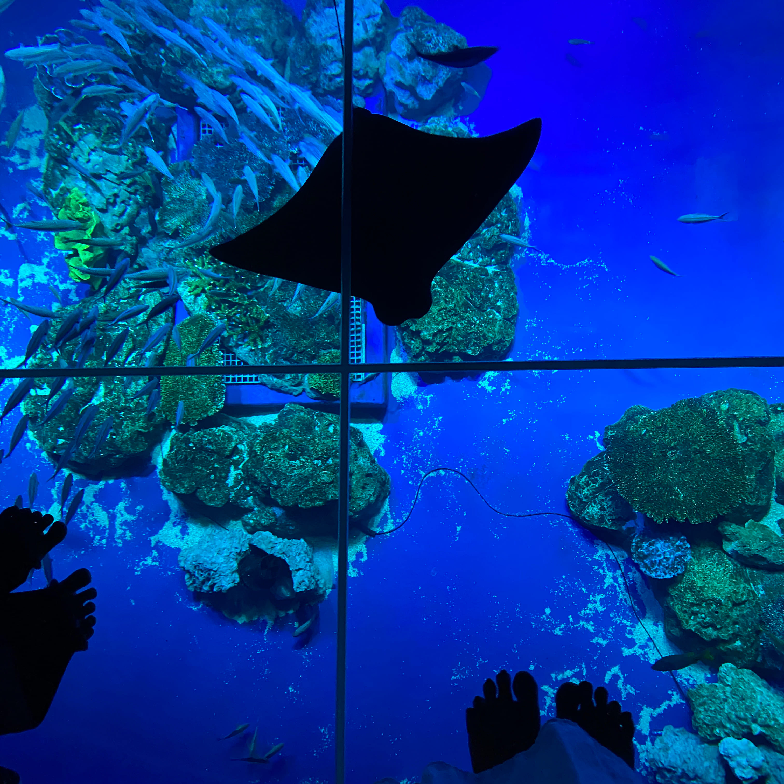 DMMかりゆし水族館