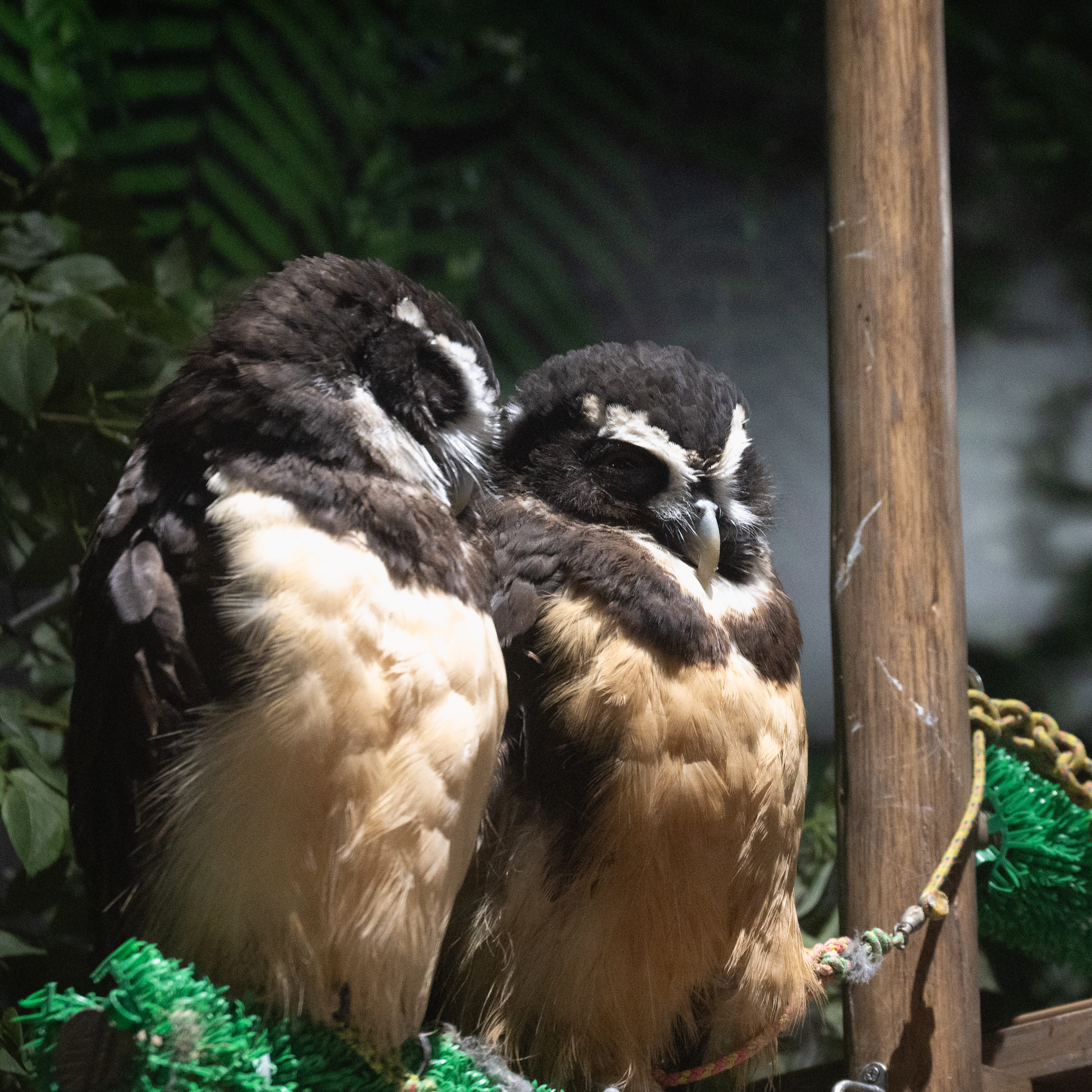 DMMかりゆし水族館