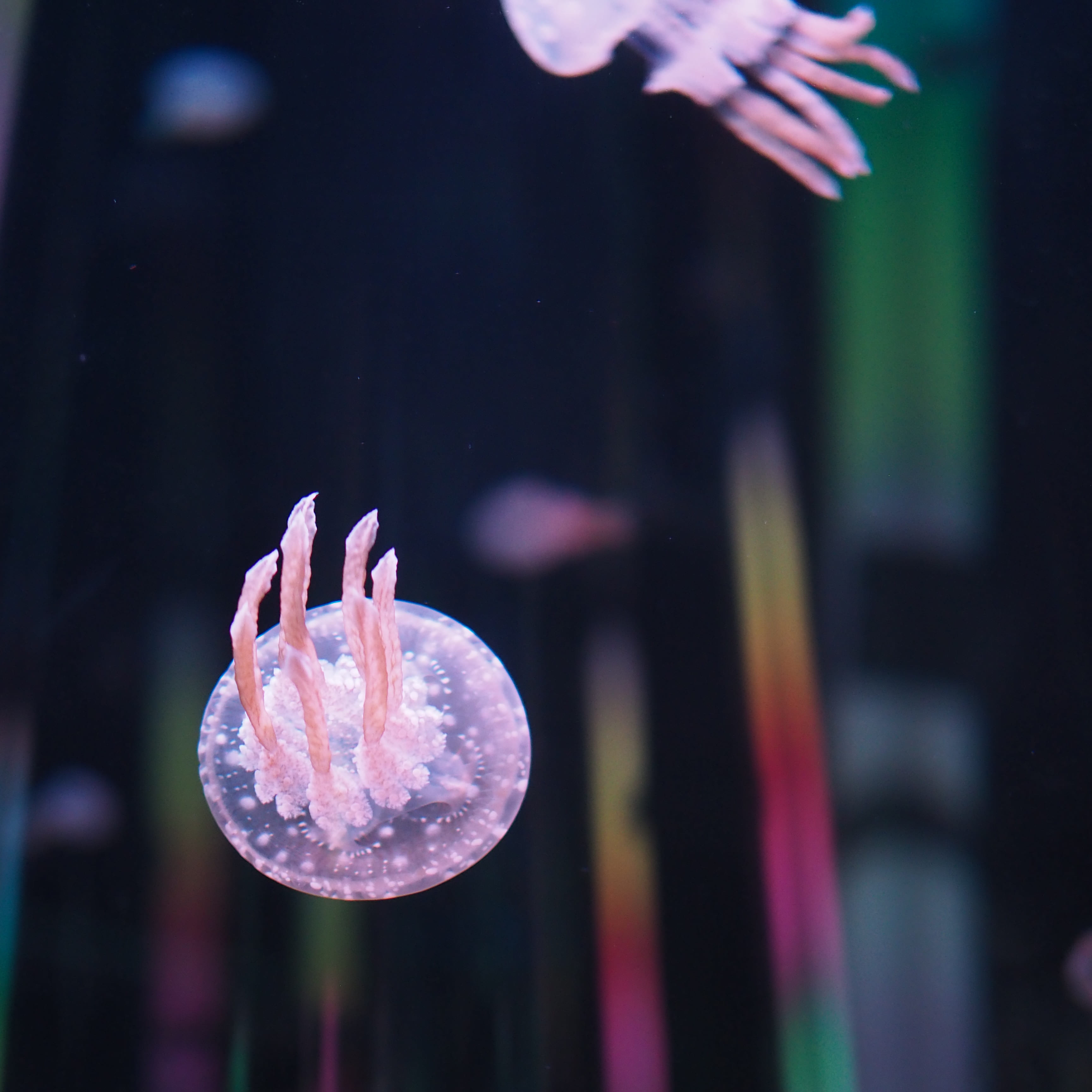 DMMかりゆし水族館